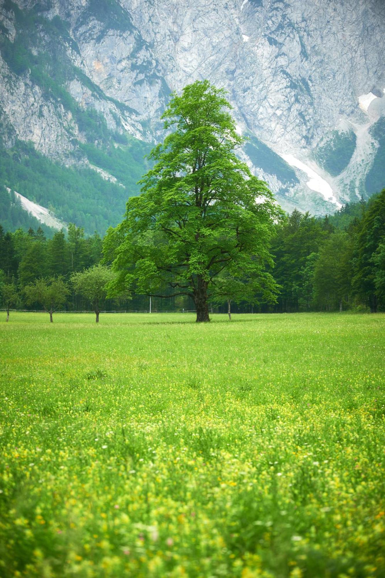 Hotel Plesnik Logarska Dolina Solcava Bagian luar foto